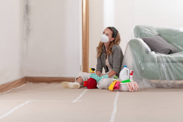 Reliable Mold Remediation contractor in Pinellas Park, FL by Cheap Mold Removal