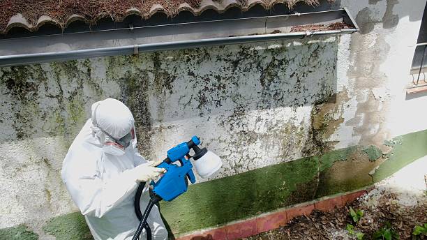 Top rated local Mold Remediation specialists in Pinellas Park, FL